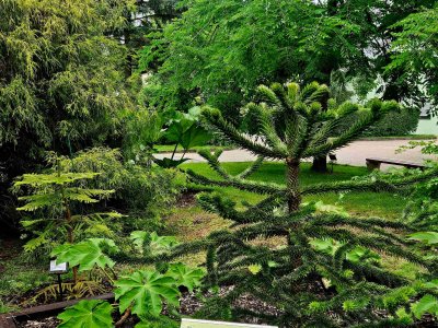 Araucaria araucana - blahočet čilský.